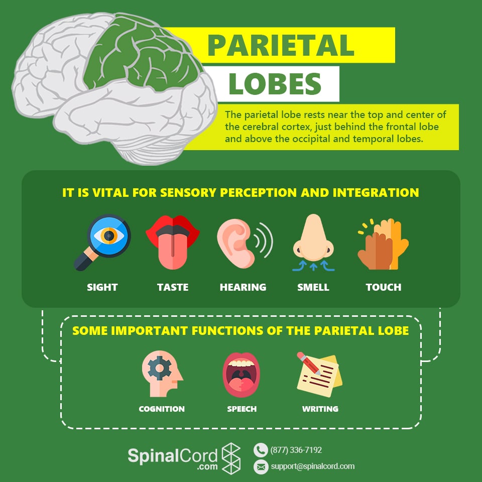 Parietal Lobe Function Location And Structure